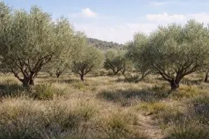Olive grove at Chrysi Elaia Resort